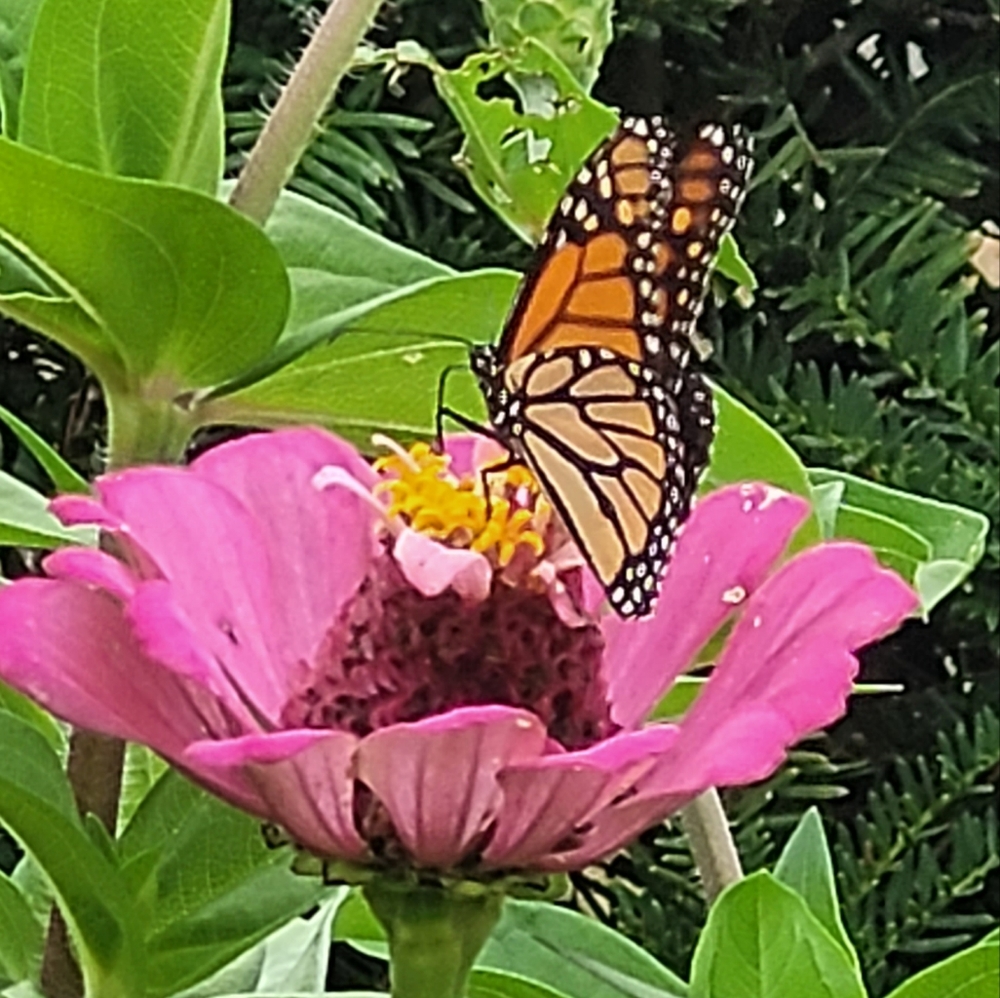 Meet your Posher, Carolyn